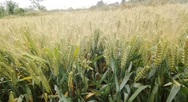 审定和登记品种